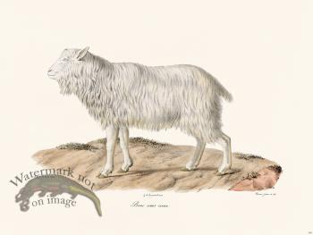 Cuvier 146 Goat Without Horn